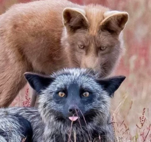 😛 Стикер «Foxes» для Telegram