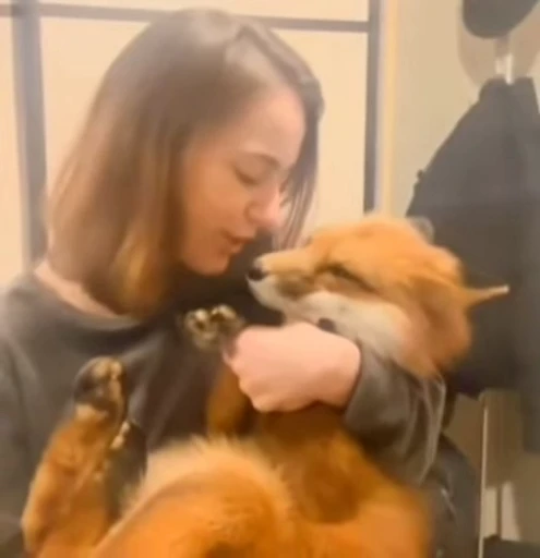 🥰 Стикер «Foxes» для Telegram