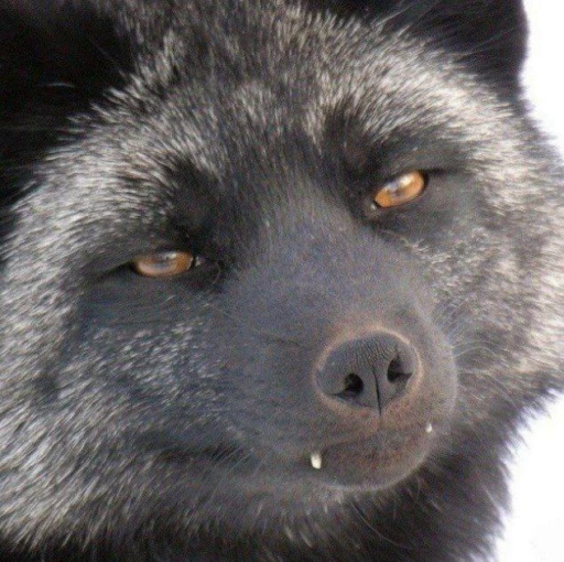 😈 Стикер «Foxes» для Telegram