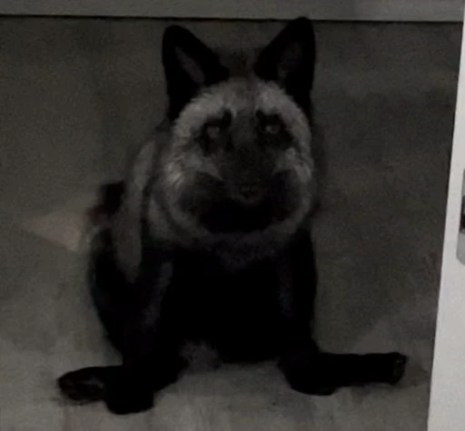 😕 Стикер «Foxes» для Telegram