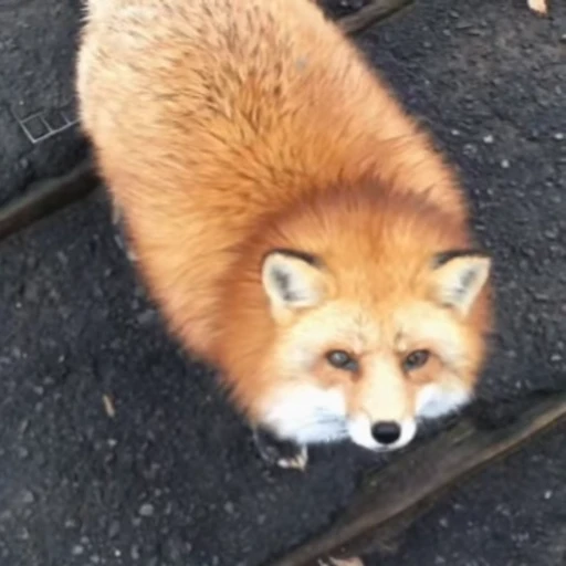 🥴 Стикер «Foxes» для Telegram