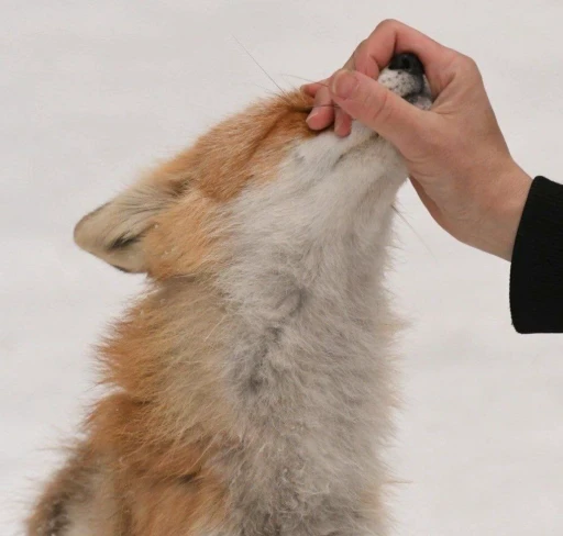 🤫 Стикер «Foxes» для Telegram