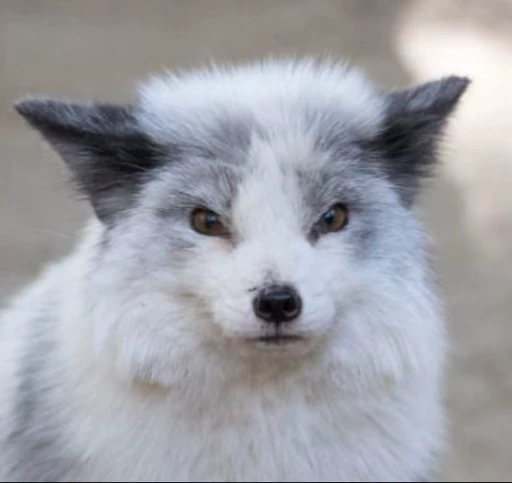 😠 Стикер «Foxes» для Telegram