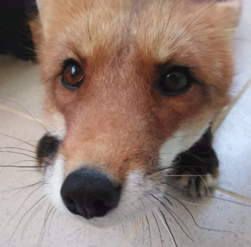 😐 Стикер «Foxes» для Telegram