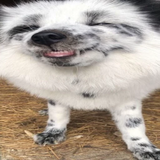😁 Стикер «Foxes» для Telegram