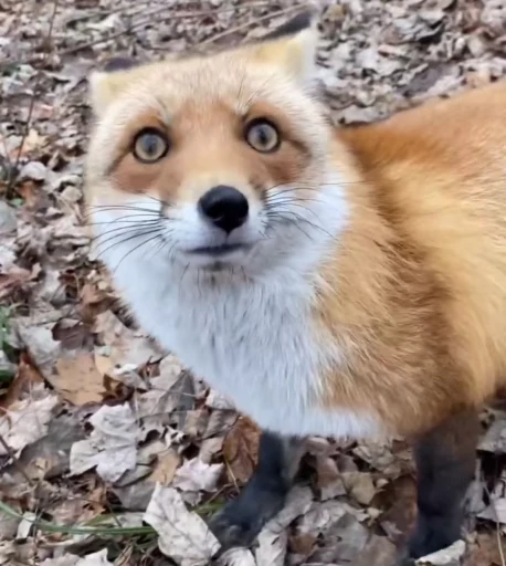 😳 Стикер «Foxes» для Telegram