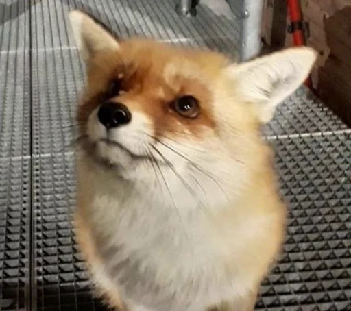😠 Стикер «Foxes» для Telegram