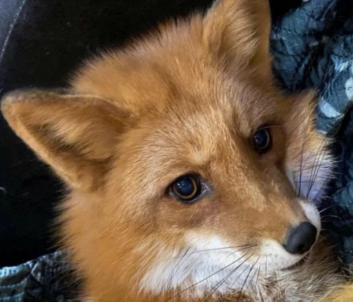 😶 Стикер «Foxes» для Telegram