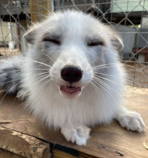 😄 Стикер «Foxes» для Telegram