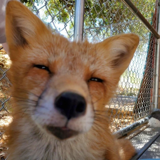 🧐 Стикер «Foxes» для Telegram