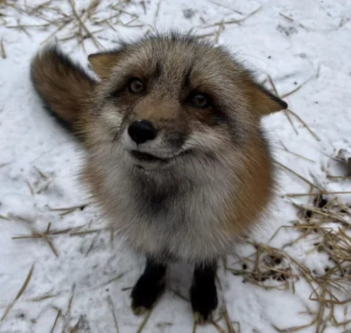 🦊 Стикер «Fox» для Telegram