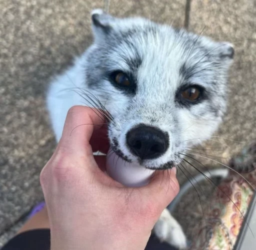🦊 Стикер «Fox» для Telegram