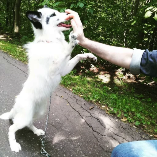 🦊 Стикер «Fox» для Telegram