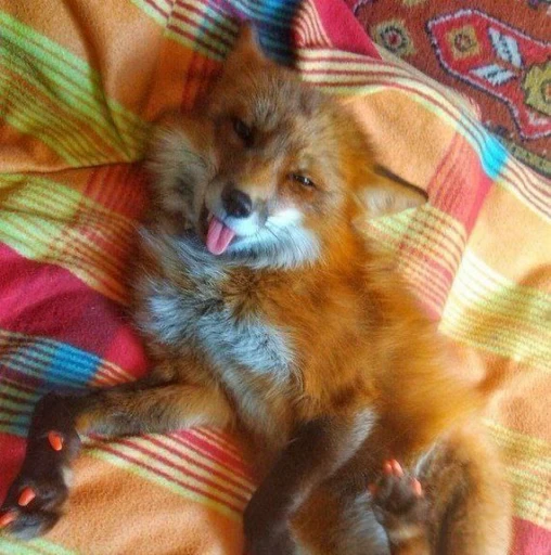 🦊 Стикер «Fox» для Telegram