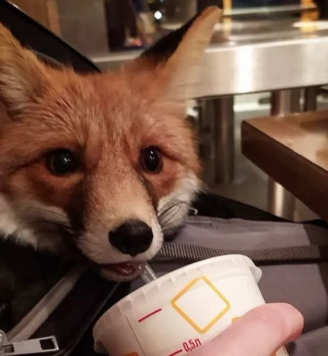 🦊 Стикер «Fox» для Telegram