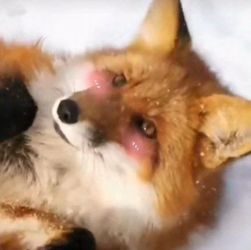 🦊 Стикер «Fox» для Telegram