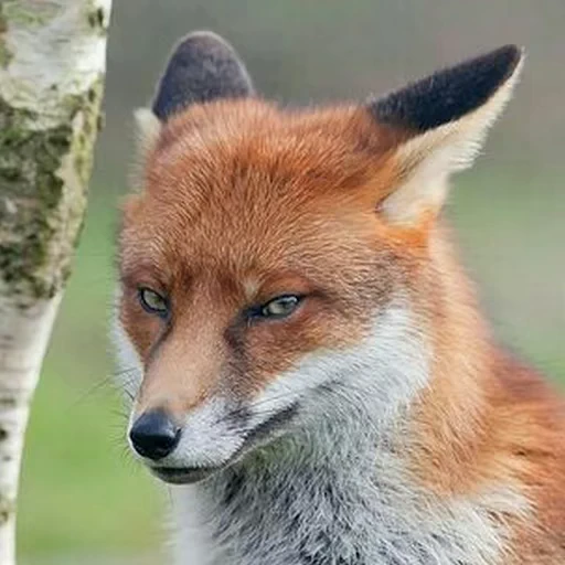 🦊 Стикер «Fox» для Telegram