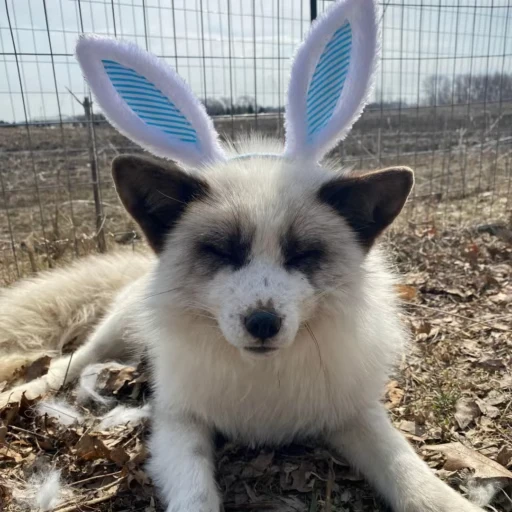 🦊 Стикер «Fox» для Telegram