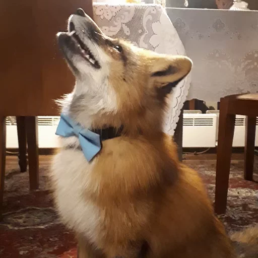 🦊 Стикер «Fox» для Telegram