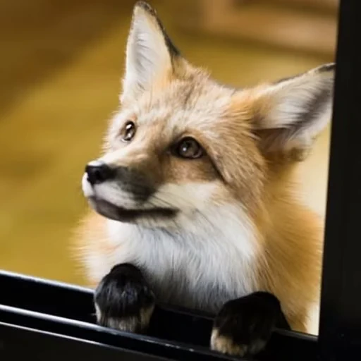 🦊 Стикер «Fox» для Telegram