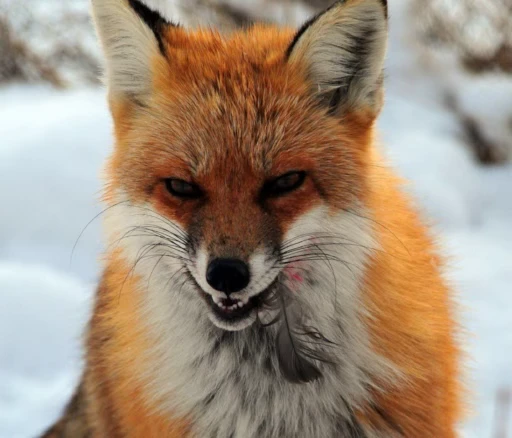 🦊 Стикер «Fox» для Telegram
