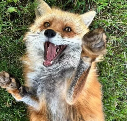 🦊 Стикер «Fox» для Telegram