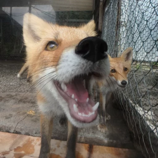 🦊 Стикер «Fox» для Telegram