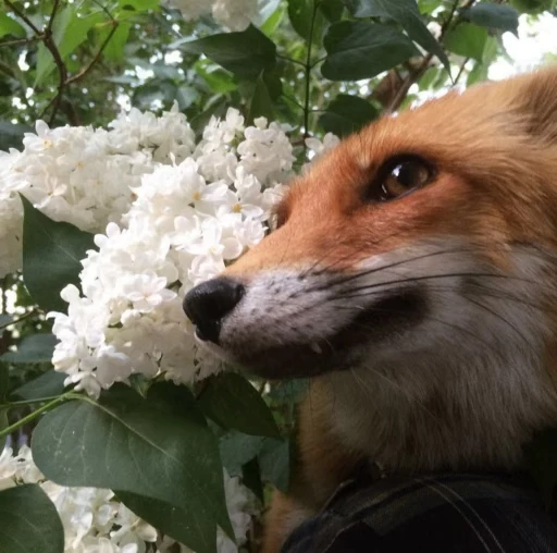 🦊 Стикер «Fox» для Telegram