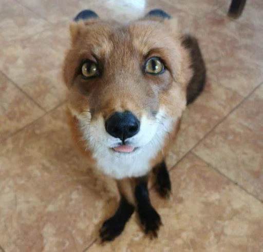 🦊 Стикер «Fox» для Telegram