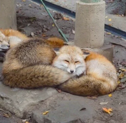 🦊 Стикер «Fox» для Telegram