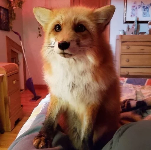 🦊 Стикер «Fox» для Telegram