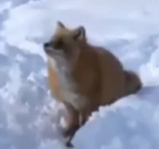 🦊 Стикер «Fox» для Telegram