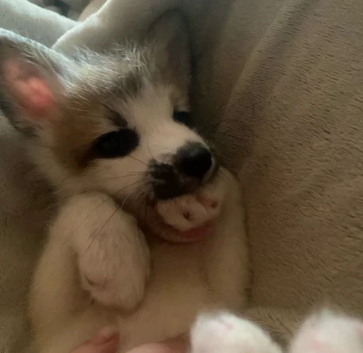 🦊 Стикер «Fox» для Telegram