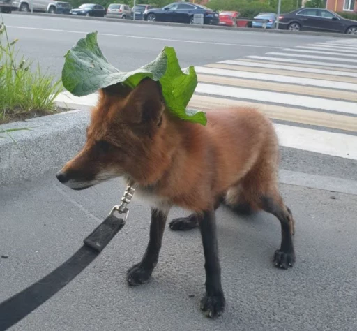🦊 Стикер «Fox» для Telegram
