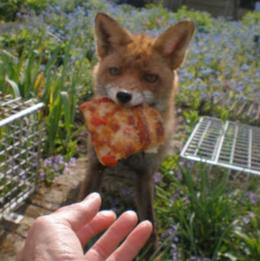 🦊 Стикер «Fox» для Telegram