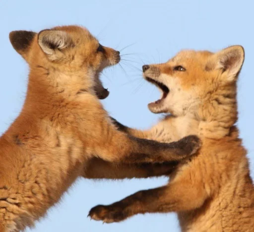 🦊 Стикер «Fox» для Telegram