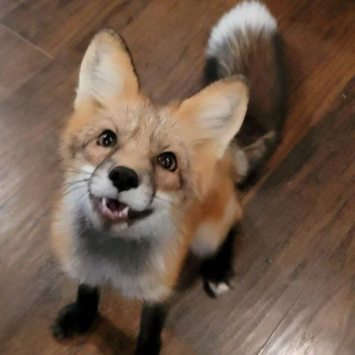 🦊 Стикер «Fox» для Telegram