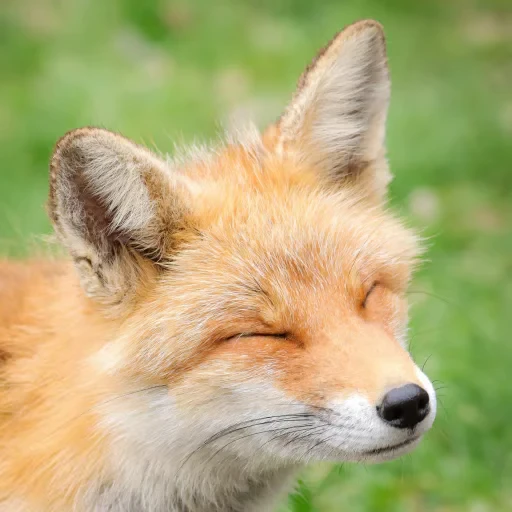 🦊 Стикер «Fox» для Telegram