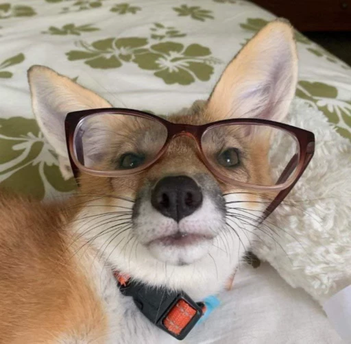 🦊 Стикер «Fox» для Telegram