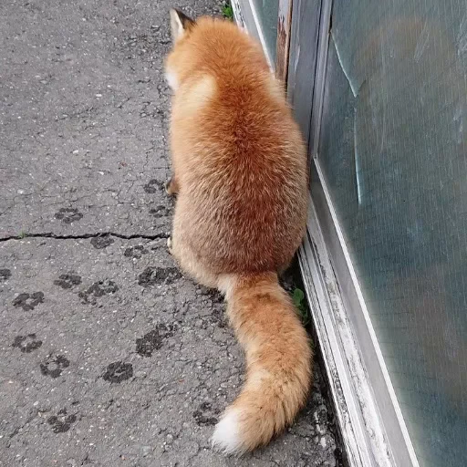 🦊 Стикер «Fox» для Telegram