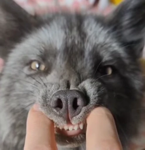 🦊 Стикер «Fox» для Telegram