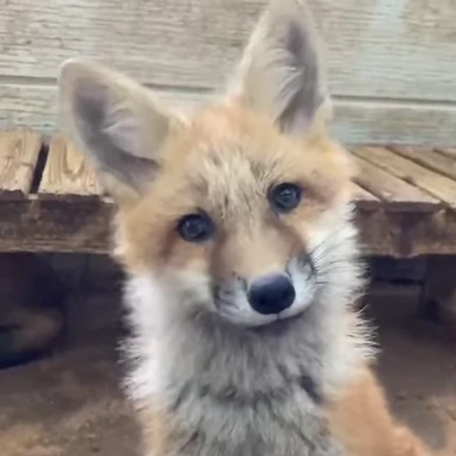Стикерпак Fox для Telegram