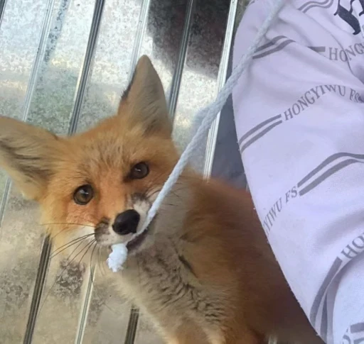 🦊 Стикер «Fox» для Telegram