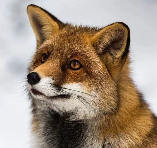 🦊 Стикер «Fox» для Telegram