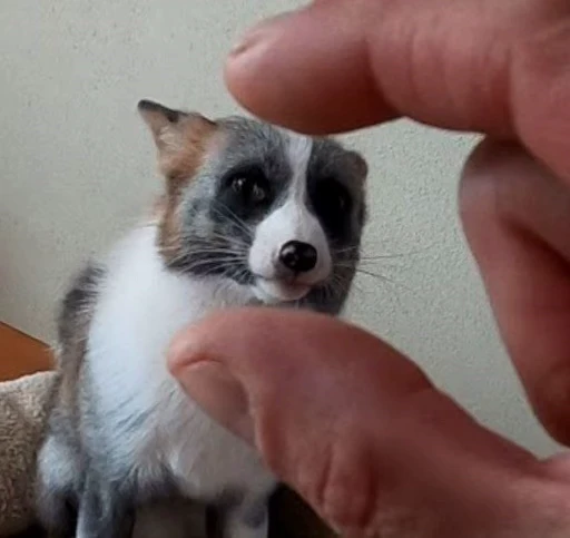 🦊 Стикер «Fox» для Telegram