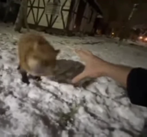 🦊 Стикер «Fox» для Telegram