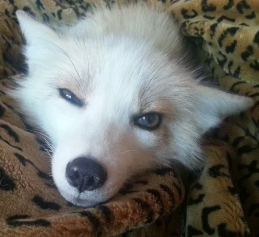 🦊 Стикер «Fox» для Telegram