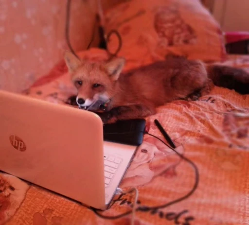 🦊 Стикер «Fox» для Telegram