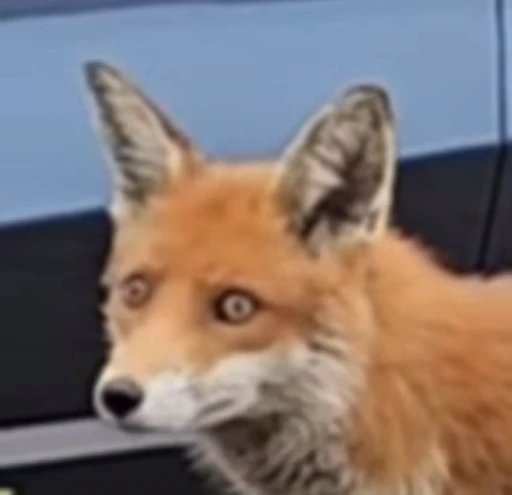 🦊 Стикер «Fox» для Telegram