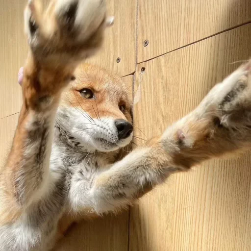 🦊 Стикер «Fox» для Telegram